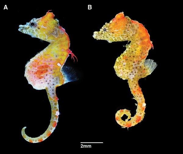 Bilindiği kadarıyla 44 türü vardır.En belirgin türlerden biri, yalnızca Avustralya'da bulunan 'Koca Göbekli Denizatı'dır (Hippocampus Abdominalis). Maksimum boyu 35 santimetre olan bu denizatı, özellikle erkeklerde öne çıkan, belirgin bir şekilde büyük bir göbeğe sahiptir.