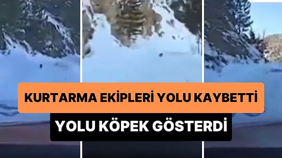 Yolu Kaybeden Arama Kurtarma Ekibini Köye Götüren Kahraman Köpek