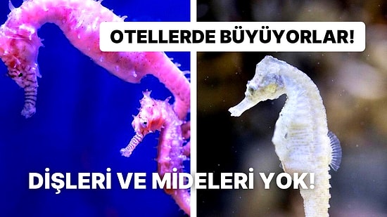 Otelleri Bile Var! Eşlerine Sadakatte Master Yapmış Denizatlarına Dair Ufkunuzu Açacak Bilgiler