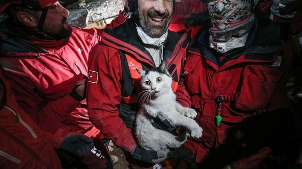 Hatay'a bağlı Antakya ilçesinde yıkılan bir binanın altından 116 saat sonra kurtarılan kediye ekipler Holigan adını verdi.