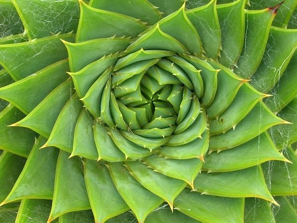Bazı bitki tohumları, yaprakları, dalları vb. Fibonacci dizisini izlese de, bu kesinlikle her şeyin doğal dünyada nasıl büyüdüğünü ve neye göre şekillendiğini göstermez.