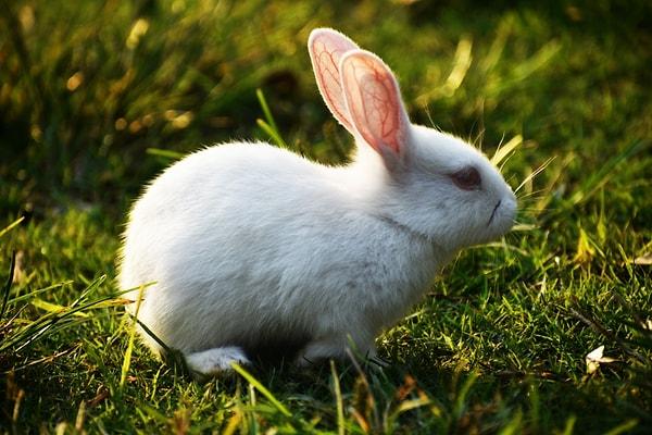 Üçüncü ay geldiğinde, en baştaki tavşan çiftinin başka bir çift yavrusu doğar ve daha önceki yavruları yetişkinliğe ulaşır. Bu üç çift tavşandan ikisi, sonraki ay toplam beş çift tavşan olmak üzere iki çift daha doğurur.