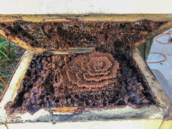 Bir bal arısı kolonisi, bir kraliçe, birkaç erkek arı ve çok sayıda işçi arıdan oluşur.