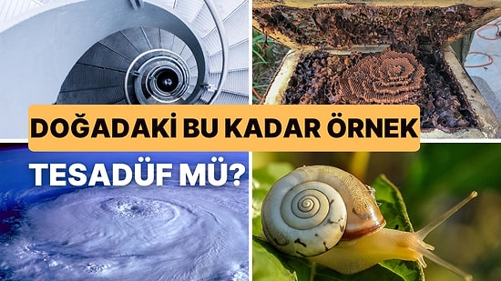 Matematiğin Hayatımızın Her Alanında Olduğunun Kanıtı Olan Fibonacci Dizisi Nedir?