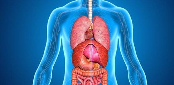 3. Vücudumuzdaki en yağlı organ hangisidir?