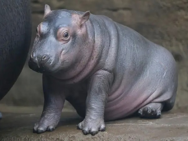 6. А это новорожденный гиппопотам: