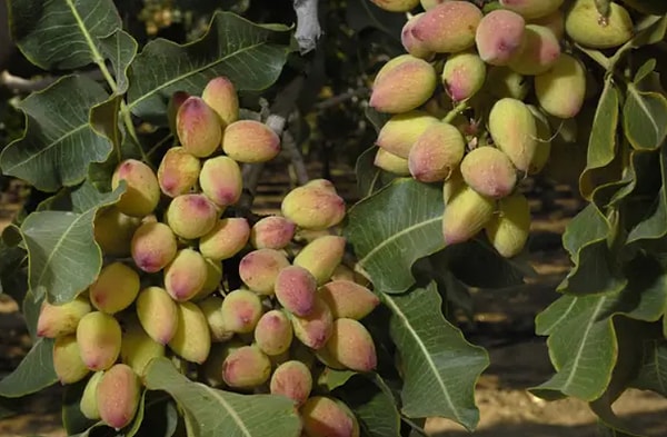 10. Фисташки до того, как их соберут и превратят во вкусные орехи, которые мы знаем и любим: