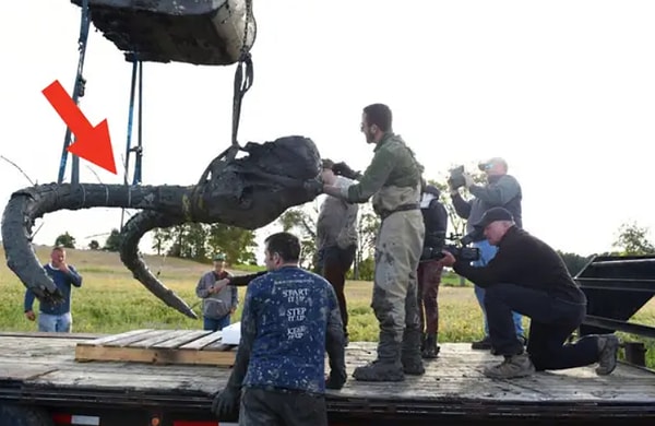 12. Бивни шерстистого мамонта просто огромны: