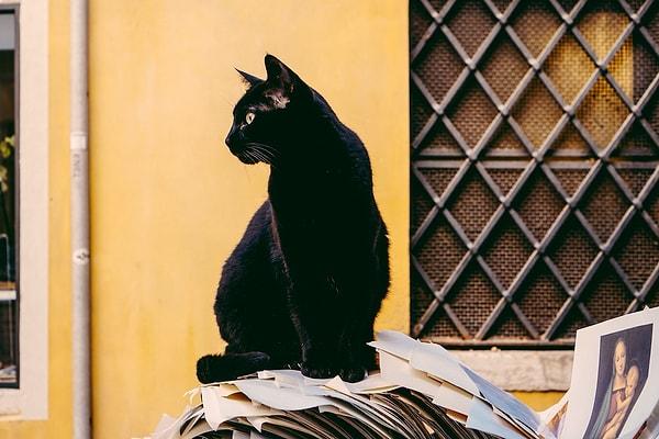 5. İngiltere ve Japonya'da kara kediler uğurlu olarak kabul edilir.