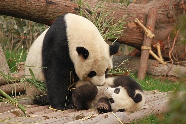 21. Çin, dünyadaki tüm dev pandaların sahibidir.