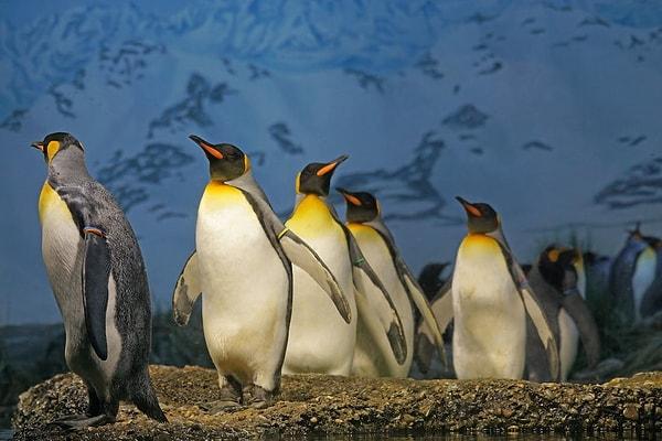22. Seymour Adası'nda bulunan kemikler, 37 ila 40 milyon yıl önce penguenlerin 180 santim boyunda ve 110 kilo ağırlığında olduklarını gösteriyor.