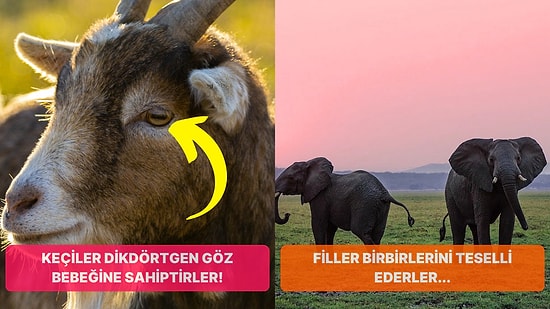 Muhtemelen Daha Önce Hiçbirini Duymadığınız Birbirinden İlginç 22 Bilgi