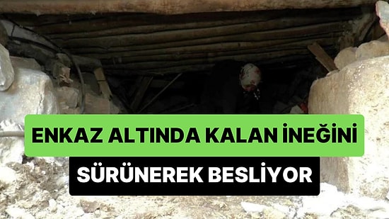 Deprem Felaketinin 11. Gününde Hala Enkaz Altında Olan İneğini, Enkazın Altında Sürünerek Besleyen Kadın