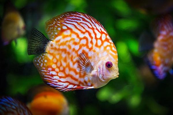 Hayvanlar aleminde en gelişmiş hafızaya sahip olmalarıyla bilinmeseler de balıkların sanıldığından daha zeki olduğu ortaya çıktı.