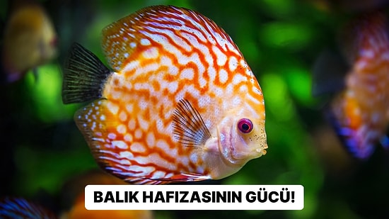 Son Çalışmalara Göre Balıklar Kendi Yüzlerini Fotoğraflarda Tanıyabiliyorlar!