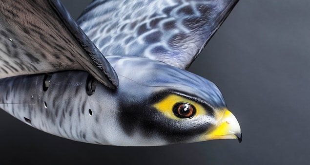 Bilim �nsanlar� �len Ku�lar� �evreyi G�zetleyebilecek Dronlara �eviriyorlar