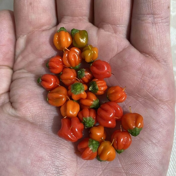 Этим перцем я приправлю тысячу блюд!