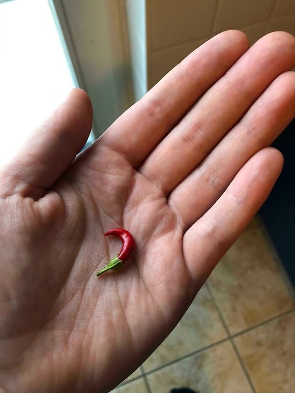 Горжусь своим перцем чили. Он сделал, что смог