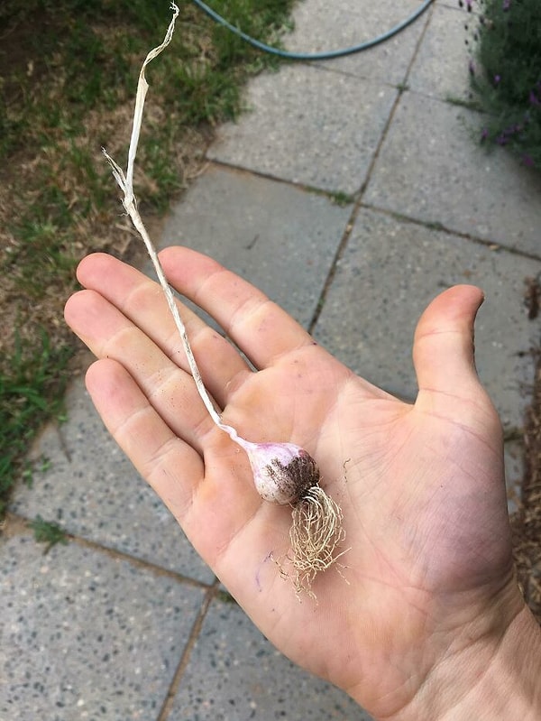 За шесть месяцев я смогла превратить один зубчик чеснока в один зубчик чеснока со стеблем