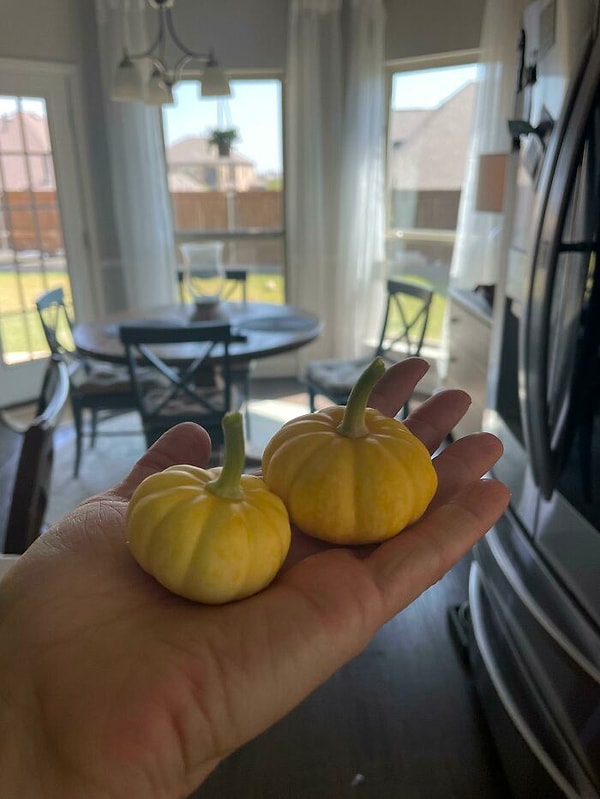 Выращивание этих малюток обошлось мне всего-то в 200 долларов