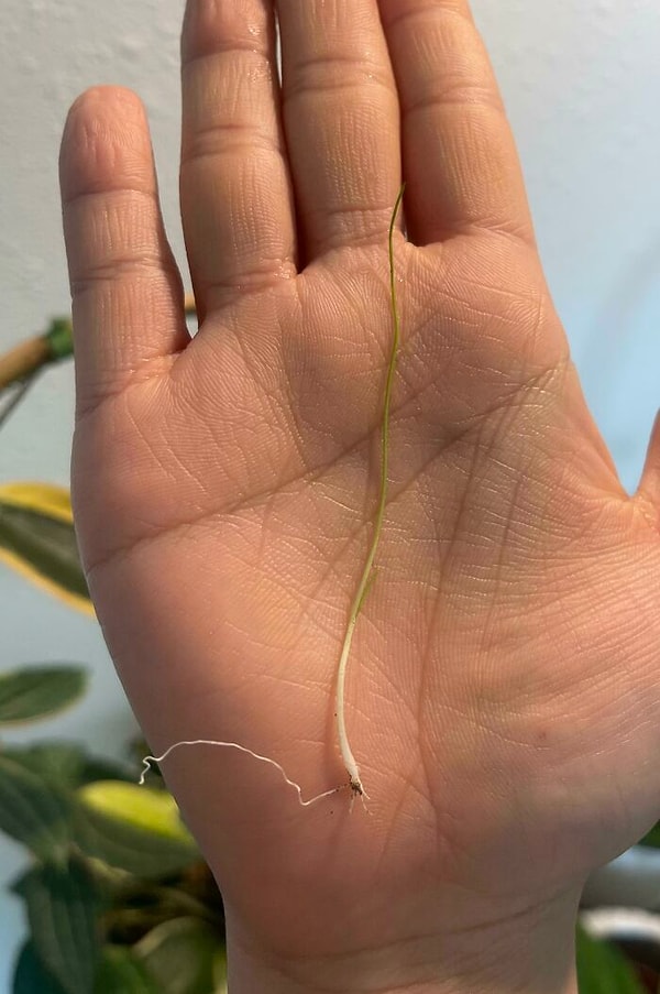 Время приготовить блинчики с зеленым луком