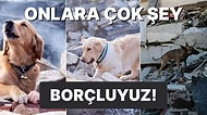 En Sadık Dostlarımız: İnsanlar Ne Zamandan Beri Arama Kurtarma Köpeklerini Kullanıyor?