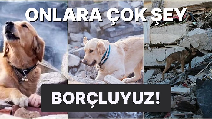 En Sadık Dostlarımız: İnsanlar Ne Zamandan Beri Arama Kurtarma Köpeklerini Kullanıyor?