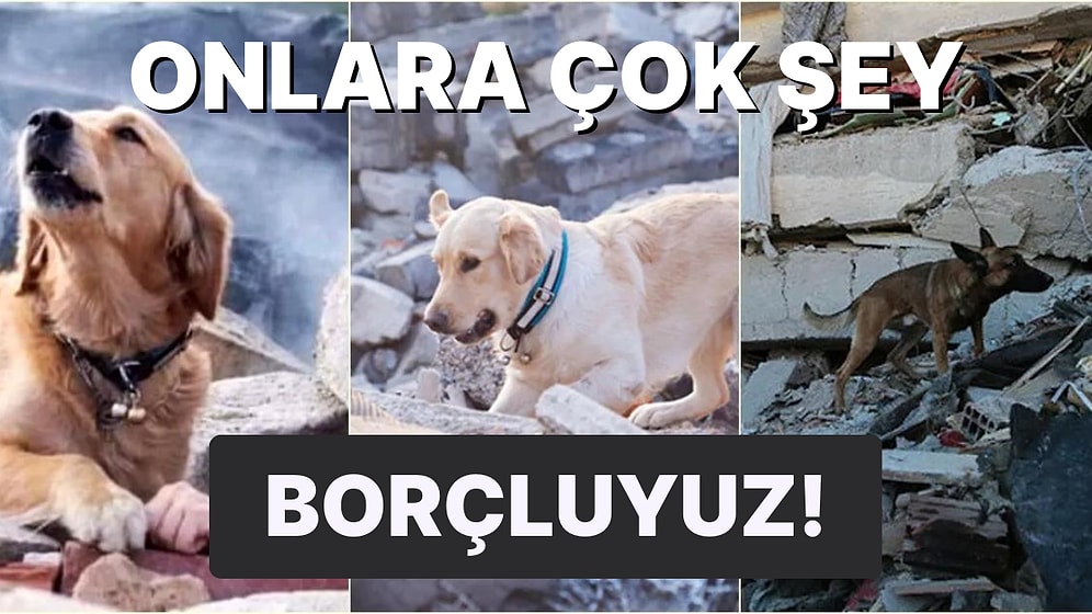 En Sadık Dostlarımız: İnsanlar Ne Zamandan Beri Arama Kurtarma Köpeklerini Kullanıyor?