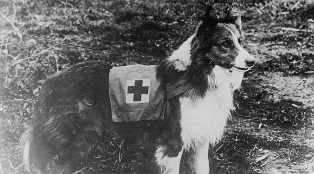 �nsanlar Ne Zamandan Beri Arama Kurtarma K�peklerini Kullan�yor?