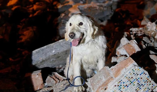 Arama ve kurtarma köpekleri belirli amaçlar için farklı şekilde eğitiliyor: