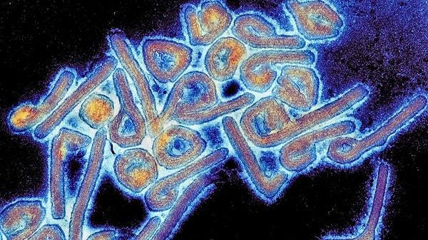 Marburg virüsüne sahip kişilerin yaklaşık yüzde 50'si hastalıktan ölüyor, ancak ölüm oranları virüsün türüne bağlı olarak yüzde 24 ila 88 arasında değişebiliyor.