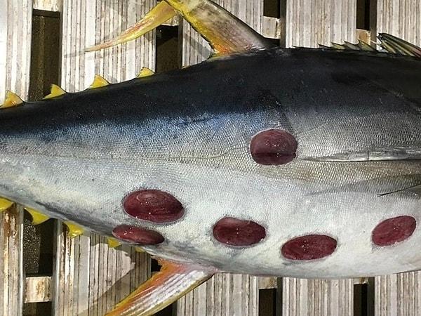 2. Delikli tuna balığı