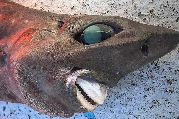 4. Korkutucu yeni bir köpek balığı türü