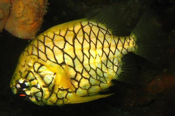 6. Ananas balığı