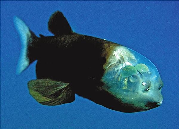 8. Barreleye balığı