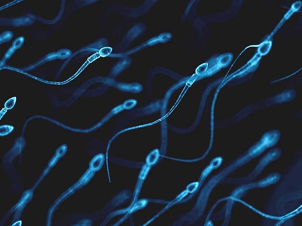 Nature Communications'da bu hafta yayınlanan bir makalede, Cornell Üniversitesi'nden bilim insanlarının deneysel bir ilacın farelerde spermi geçici olarak bloke ettiği ve klinik öncesi çalışmalarda gebelikleri önlediğinden bahsedildi.