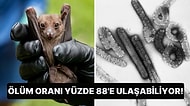 Yarasalardan Bulaşan Yeni Bir Salgın Kapıda Olabilir: Ölümsüz Marburg Virüsü Hakkında Bilmeniz Gerekenler