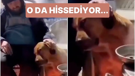 Bir Depremzedenin Dizlerine Yatarak Ona Dert Ortağı Olan Köpeğin Kalbinizi Isıtacak Görüntüleri