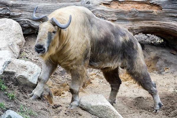 11. Bhutan'ın ulusal hayvanı, hem ineğe hem de keçiye benzeyen 'takin' adında endemik bir tür!
