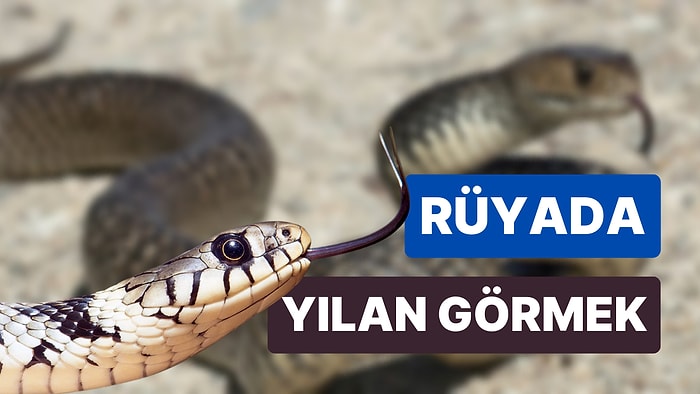 Rüyada Yılan Görmek: Ummadığınız Taş, Baş Yarar!