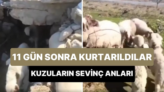 Deprem Felaketinin 11. Gününde Enkaz Altından Kurtarılarak Annelerine Kavuşan Kuzular