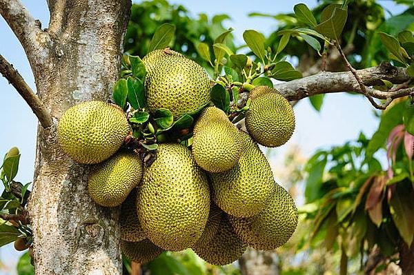 4. Jackfruit: Güney ve Güneydoğu Asya bölgelerinde yetişmektedir.