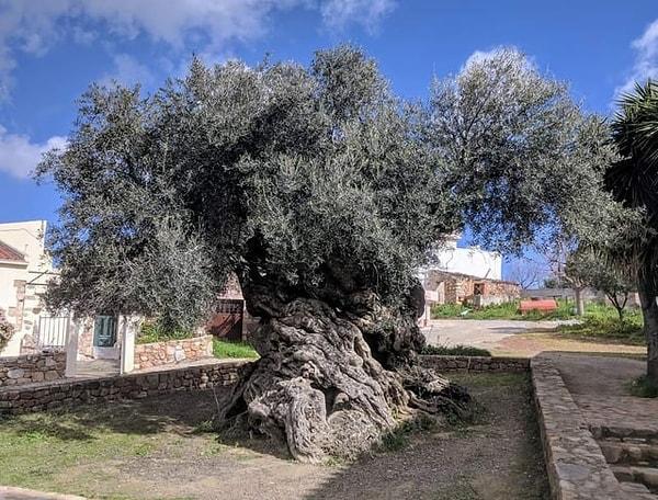 1. Girit'teki Vouves zeytin ağacı.