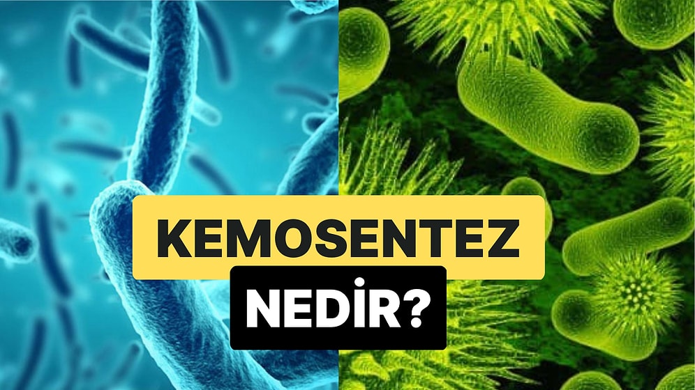 Işık Enerjisi Olmadan Organik Madde Üretilmesi: Kemosentez Nedir?