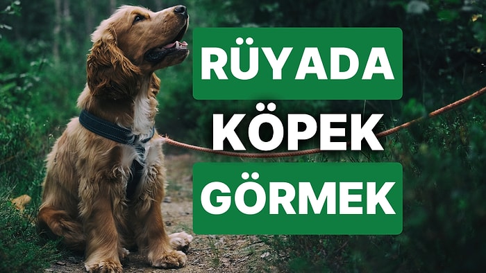 Rüyada Köpek Görmek: Dostlarınız Her Zaman Size Sadık Olmayabilir