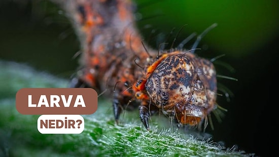 Halk Arasında Kurtçuk Olarak İsimlendirilen Larva Nedir?