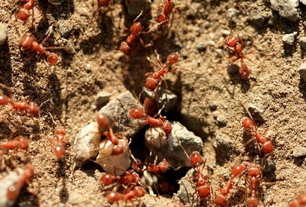 2013 yılında yapılan bir çalışmada, Alman bilim insanları bir fay hattı boyunca yuvalanmış kırmızı orman karıncalarını videoya çekti. Depremden önce normal rutinlerini değiştirdiklerini, geceleri daha aktif hale geldiklerini ve gündüzleri daha az hareket ettiklerini buldular.