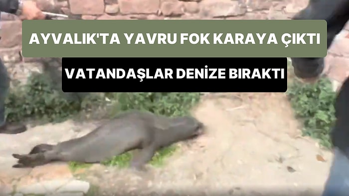 Ayvalık'ta Karaya Çıkan Yavru Bir Akdeniz Foku Vatandaşlar Tarafından Yakalanarak Denize Bırakıldı