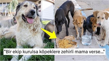 Sokak Köpeklerini Organize Bir Şekilde Katletmeyi Planlayan Kişinin Söyledikleri Kan Dondurdu!