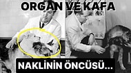 Bilim Adı Altında Gerçekleştirilen Tarihin Gördüğü En İnsanlık Dışı Deney: Frankenstein’ın Çift Başlı Köpeği
